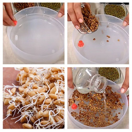 070-plastic-4-compartment-sprout-maker-white